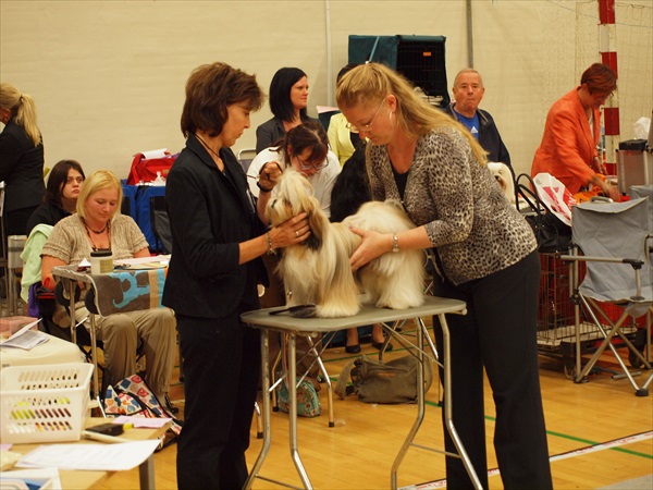 Shih Tzu Danmark